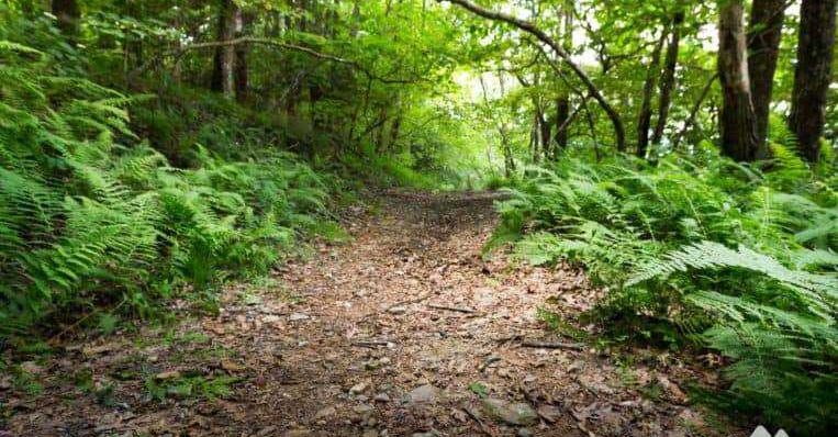 Cohutta wilderness clearance hiking